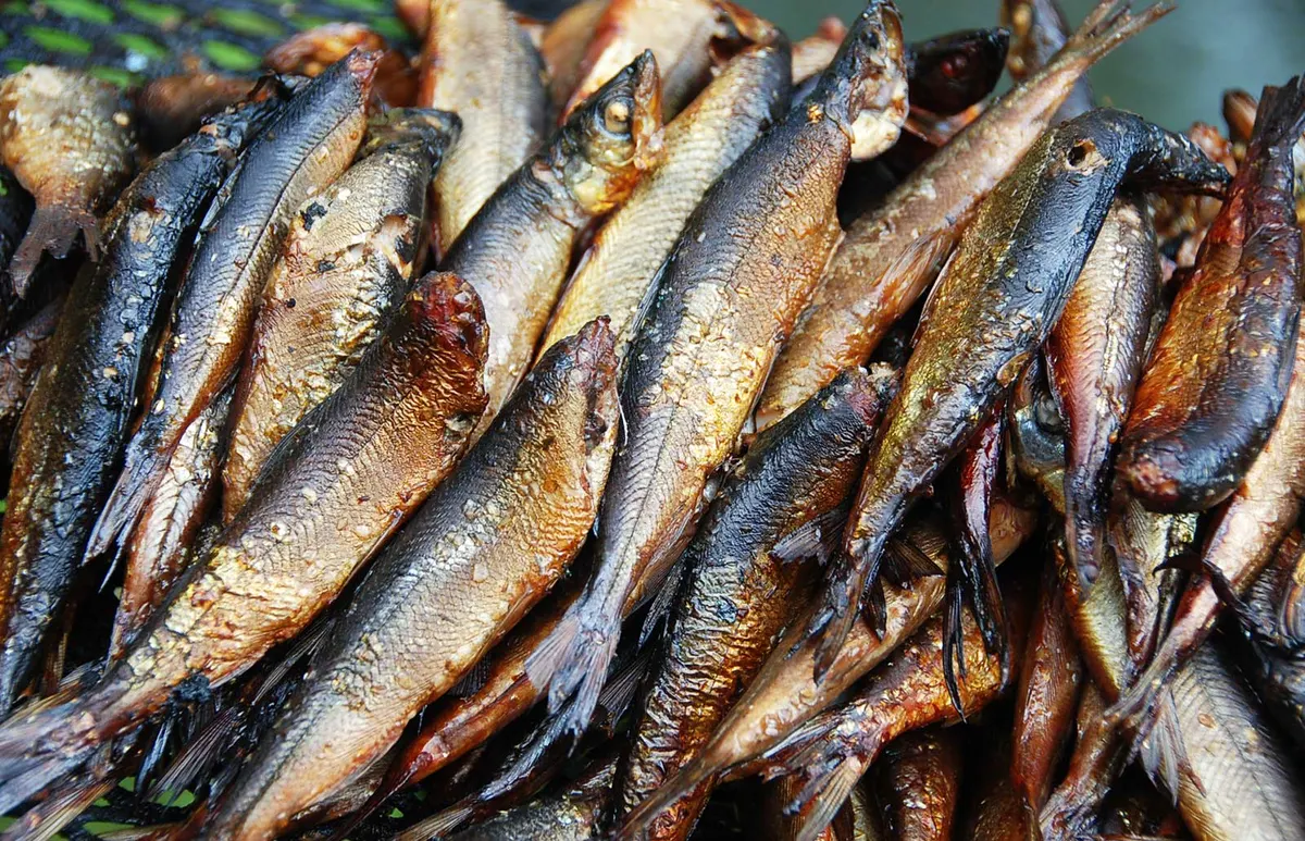 Nuori kalastaja ja järvilohi veneessä