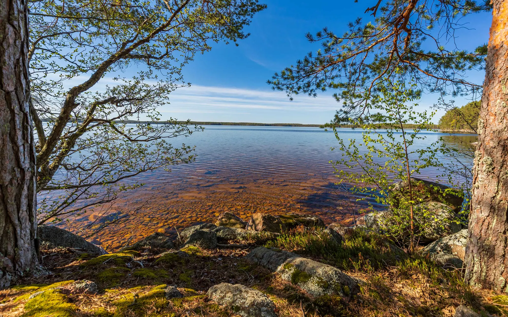 Kirkas järvi ja rantamänty Mäntyharjulla
